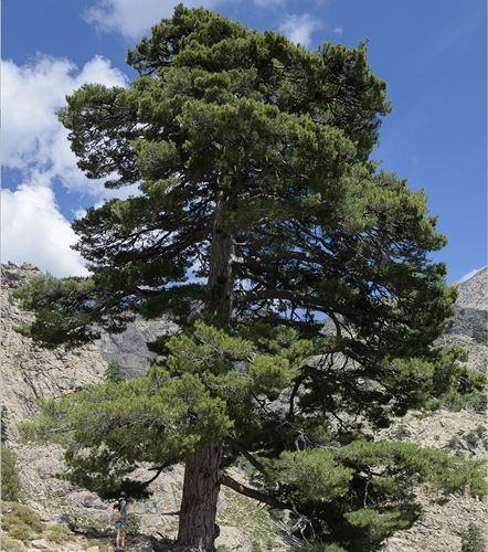 Arbres plantés par notre agence de Chamonix